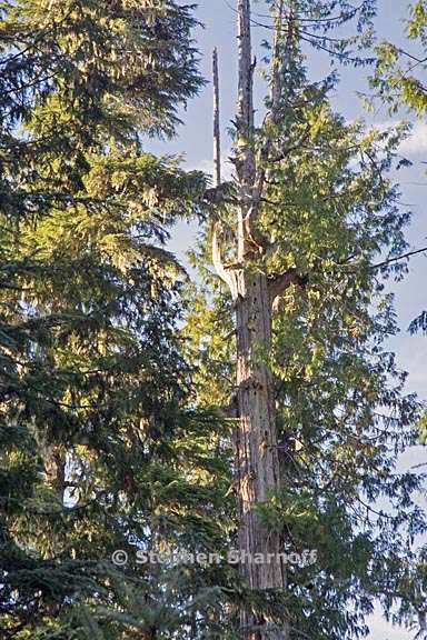 douglas fir snag 1 graphic